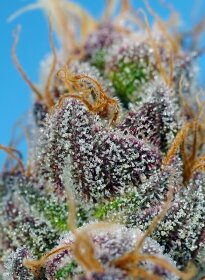 Sweet Seeds Strawberry Cola Sherbet F1 FAST VERSION - 3 feminized seeds