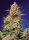 Sweet Seeds Strawberry Cola Sherbet F1 FAST VERSION - 3 feminized seeds