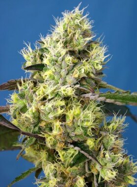 Sweet Seeds Sweet Gelato AUTO - 3 autoflowering Samen