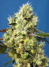 Sweet Seeds Sweet Gelato AUTO - 3 automated seeds