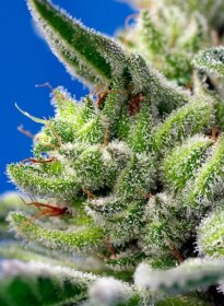 Sweet Seeds Sweet Gelato AUTO - 3 automatisierte Samen