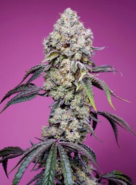 Sweet Seeds Sweet Mandarine Zkittlez F1 FAST VERSION - 3 feminisierte Samen