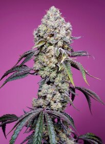 Sweet Seeds Sweet Tangerine Zkittlez F1 FAST VERSION - 3 feminized seeds