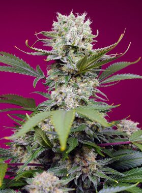 Sweet Seeds Sweet Mandarine Zkittlez XL AUTO - 3...