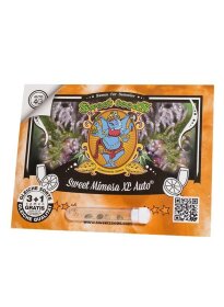 Sweet Seeds Sweet Mimosa XL AUTO - 3 automated seeds