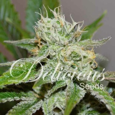 Delicious Seeds Original Juan Herer - 3 feminisierte Samen