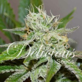 Delicious Seeds Original Juan Herer - 3 feminized seeds