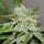 Delicious Seeds Original Juan Herer - 3 feminisierte Samen