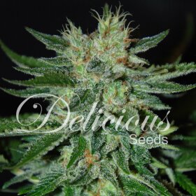 Delicious Seeds Sugar Black Rose - 3 feminisierte Samen