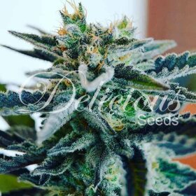 Delicious Seeds Sugar Black Rose - 3 feminized seeds