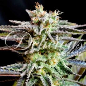 Delicious Seeds Sugar Black Rose - 3 feminisierte Samen