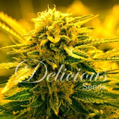 Delicious Seeds Sugar Black Rose AUTO - 3 automatisierte...