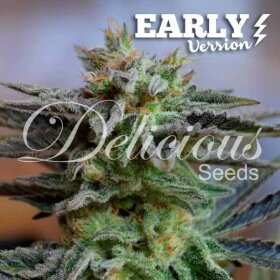 Delicious Seeds Sugar Black Rose Early Version - 3 feminized seeds