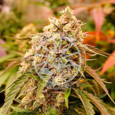 Delicious Seeds Sunday Punch - 3 feminisierte Samen