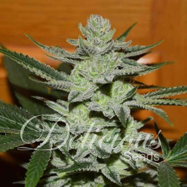 Delicious Seeds Unknown Kush - 3 feminisierte Samen