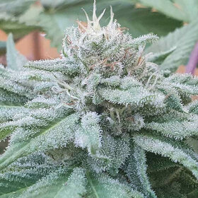 Delicious Seeds Unknown Kush - 3 feminized seeds