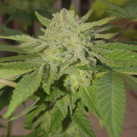 Delicious Seeds Unknown Kush - 3 feminisierte Samen