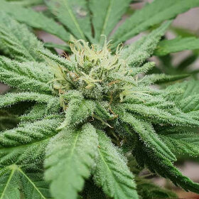 Delicious Seeds Unknown Kush - 3 feminisierte Samen