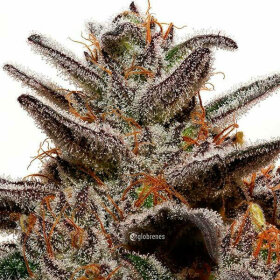 Delicious Seeds Unknown Kush - 3 feminisierte Samen