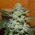 Delicious Seeds Unknown Kush - 3 feminisierte Samen