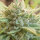 Delicious Seeds Unknown Kush - 3 feminisierte Samen