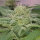 Delicious Seeds Unknown Kush - 3 feminisierte Samen