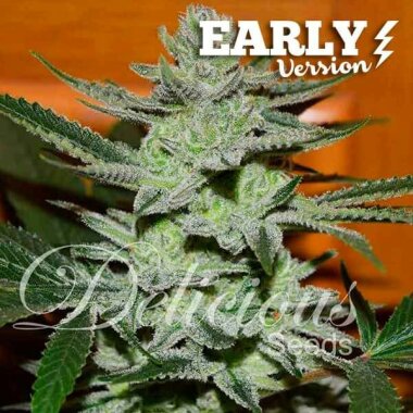 Delicious Seeds Unknown Kush Early Version - 3...