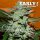 Delicious Seeds Unknown Kush Early Version - 3 feminisierte Samen