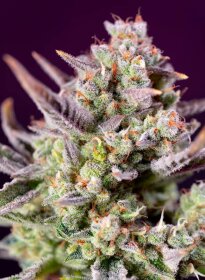 Sweet Seeds Sweet Zenzation XL AUTO - 3 automated seeds