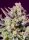 Sweet Seeds Sweet Zenzation XL AUTO - 3 autoflowering Samen