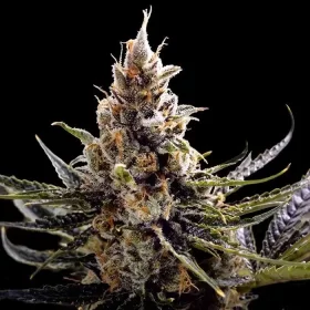 DNA Genetics 24k Gold - 5 feminisierte Samen