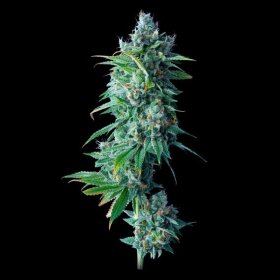 DNA Genetics 24k Gold - 5 feminized seeds