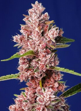 Sweet Seeds Tropicanna Poison F1 FAST VERSION - 3 feminisierte Samen