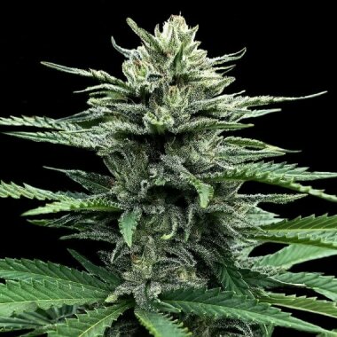 DNA Genetics Strawberry Banana AUTO - 5 autoflowering Samen