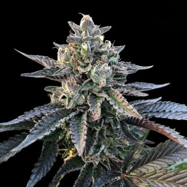 DNA Genetics Gelato Sorbet - 5 feminisierte Samen