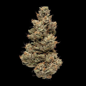 DNA Genetics Gelato Sorbet - 5 feminized seeds