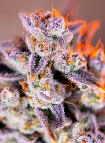 Sweet Seeds Tropicanna Poison XL AUTO - 3 automated seeds