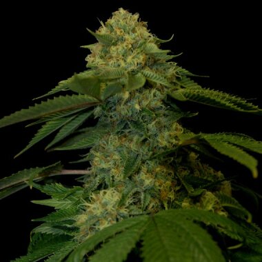 DNA Genetics Holy Grail Kush - 5 feminisierte Samen