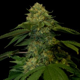 DNA Genetics Holy Grail Kush - 5 feminized seeds