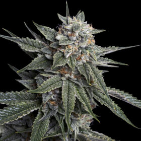 DNA Genetics Holy Grail Kush - 5 feminisierte Samen