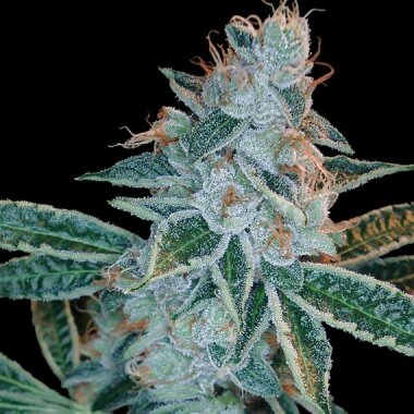 DNA Genetics Lemon Skunk - 5 feminisierte Samen