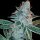 DNA Genetics Lemon Skunk - 5 feminisierte Samen