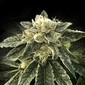 DNA Genetics White Chocolope - 3 feminized seeds