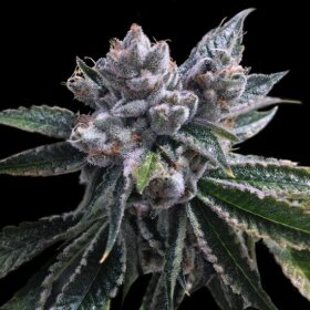 DNA Genetics El Fuego - 3 feminized seeds