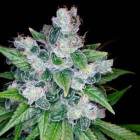 DNA Genetics Kandy Kush - 5 feminisierte Samen