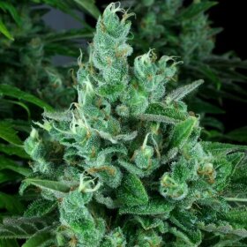 DNA Genetics Kandy Kush - 5 feminisierte Samen