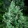 DNA Genetics Kandy Kush - 5 feminisierte Samen