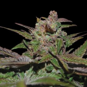 DNA Genetics Purple Wreck - 3 feminized seeds