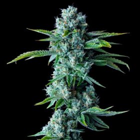 DNA Genetics Skywalker Kush - 5 feminized seeds