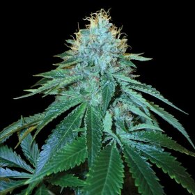 DNA Genetics The OG #18 - 3 feminisierte Samen